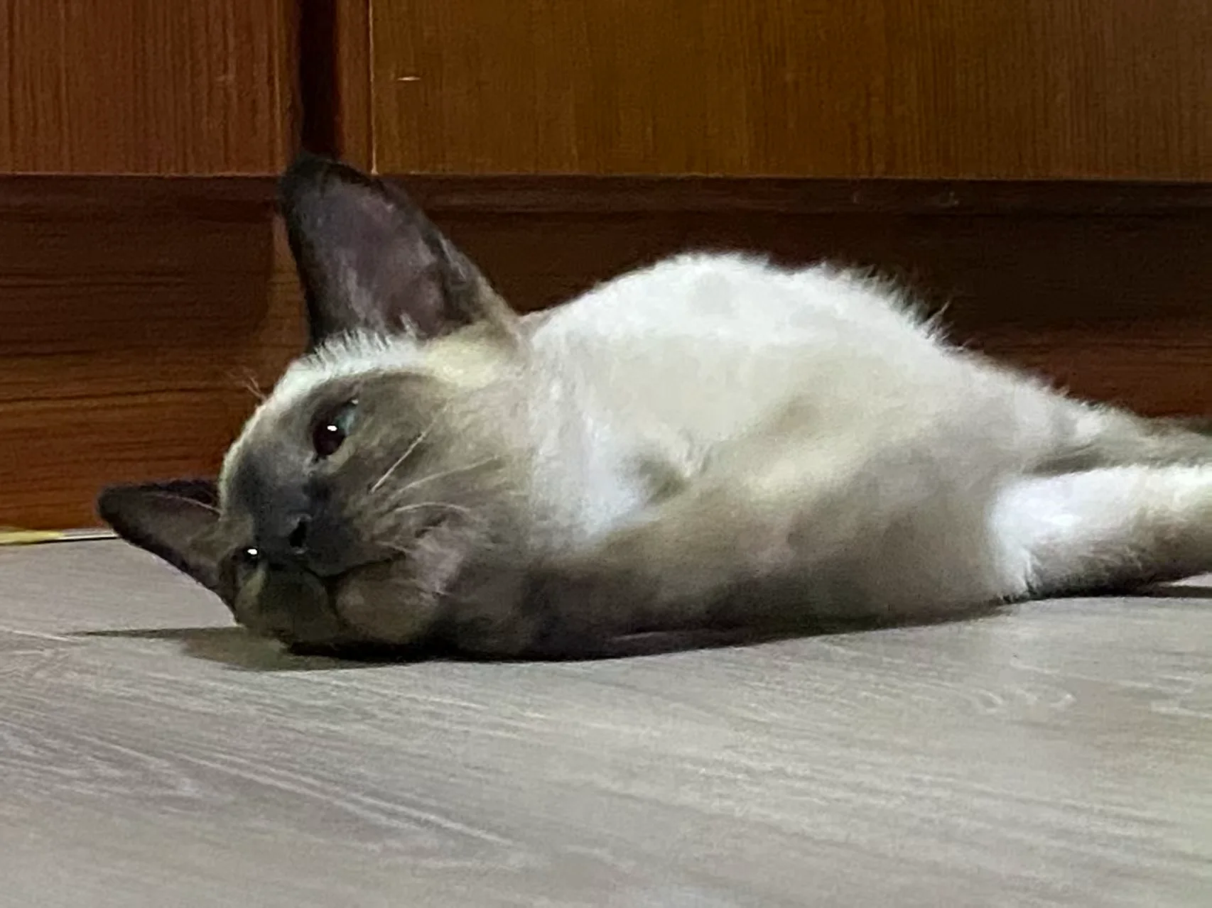 还是小时候可爱，谁敢想这货长大了那么像二哈